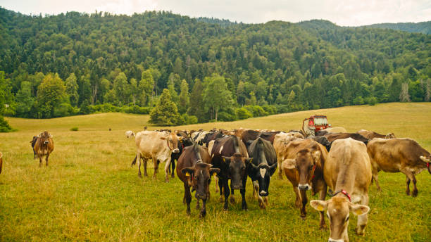 istock Cows Grazing in Lush Green Meadow 2179261668