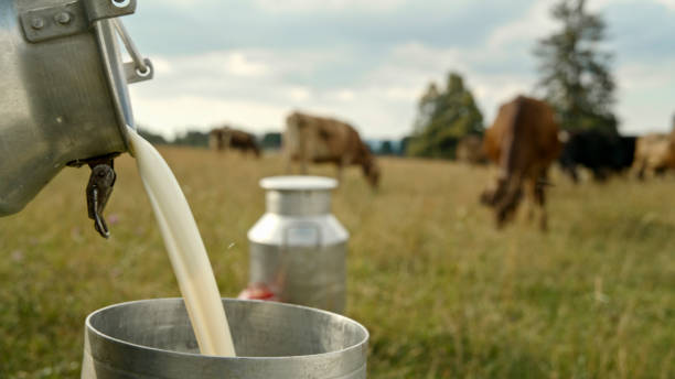 istock Fresh Dairy Production Outdoor Activity 2179261955