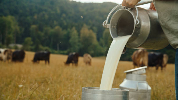istock Rural Dairy Farmer Transferring Fresh Milk Outdoors 2179262073