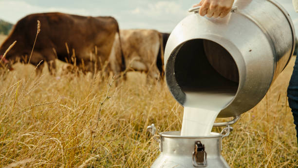 istock Dairy Worker Pouring Fresh Milk in Field 2179262089