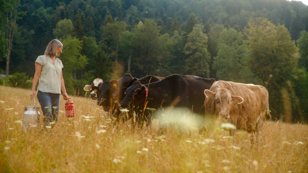 istock Caucasian Female Farmer with Cattle in Pastoral Setting 2179262348
