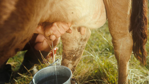 istock Manual Cow Milking Process in Rural Pasture 2179262746