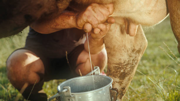 istock Manual Cow Milking in Sunny Pasture 2179262797