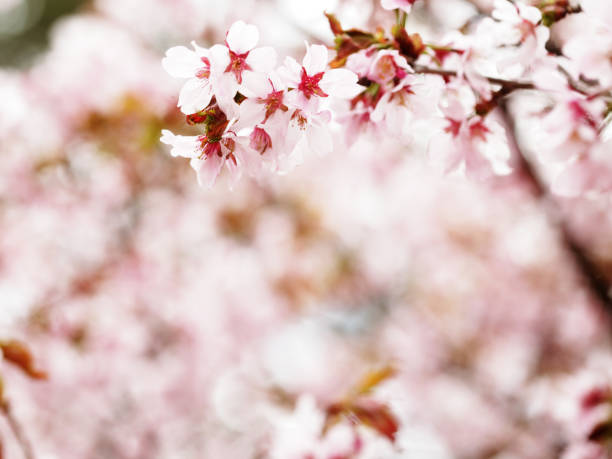 istock Pink cherry blossoms in garden outdoors close up 2179265159