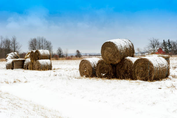 istock Bales of Hay 2179265841