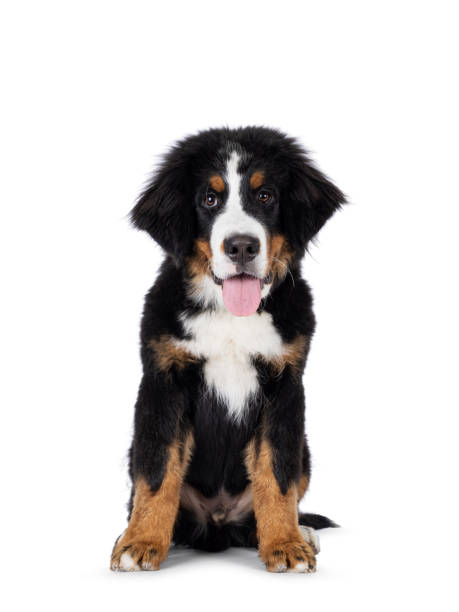 istock Berner Sennen dog pup on white background 2179270385