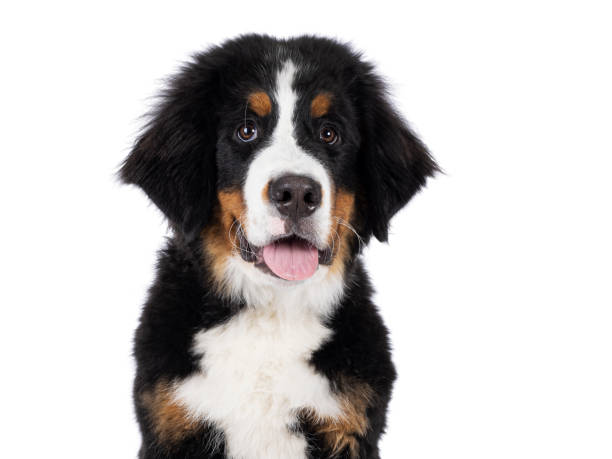 istock Berner Sennen dog pup on white background 2179270415