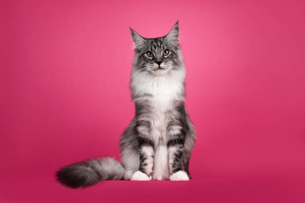 istock Maine Coon cat on pink background 2179272142