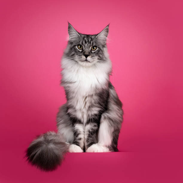 istock Maine Coon cat on pink background 2179272210