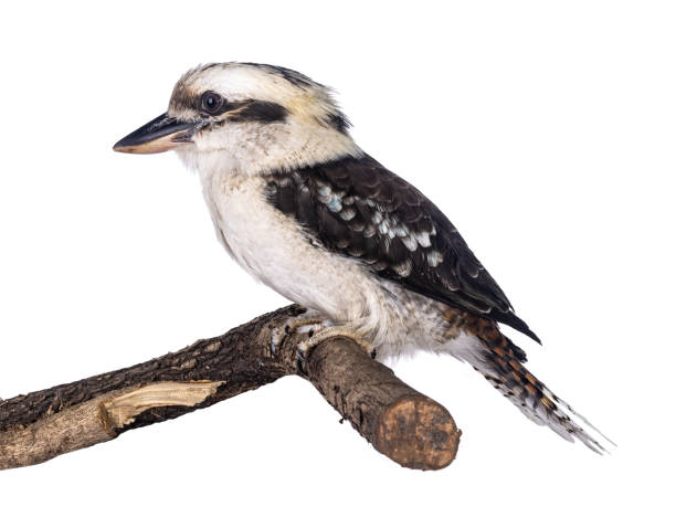 istock Kookaburra bird on white background 2179273459