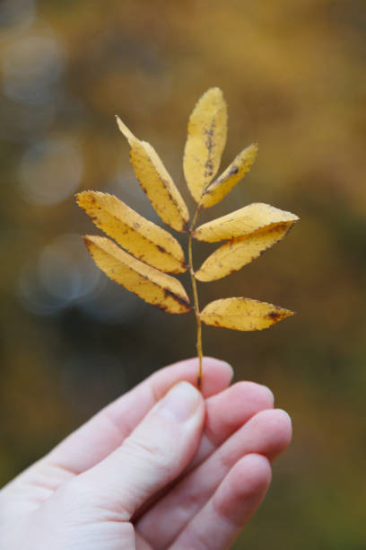 istock Person is holding an autumn leaf 2179274713