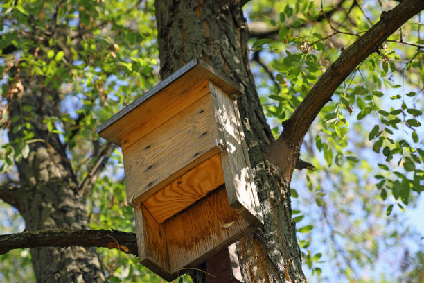 istock A bat house was attached high on a tree trunk 2179277227