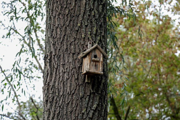A wooden bird house attached to a tree trunk helps protect wildlife in the Goclaw housing estate in Warsaw, Poland.