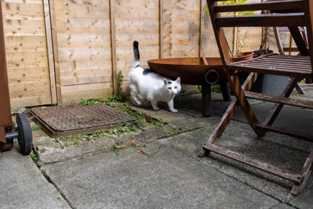 Medium shot of a black and white cat standing in the back garden of a house. The cat is looking towards the camera while hiding under a fire pit.