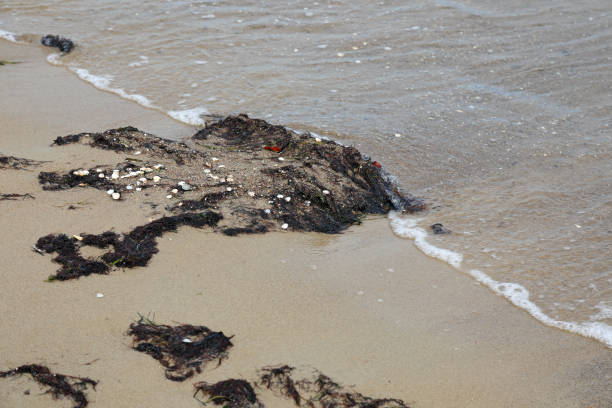 At the Baltic Sea shore, there is some rotting seaweed mixed with sand at the edge of the beach in Sopot, Poland
