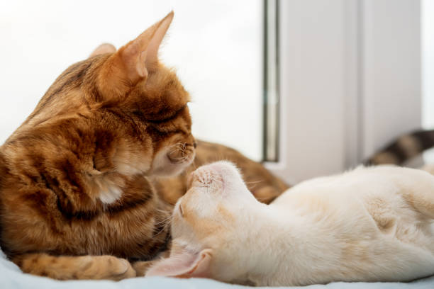 istock A Bengal cat and a Burmese kitten lie next to each other. 2179278570