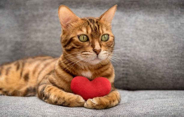 istock Bengal cat with a red plush heart. 2179278665