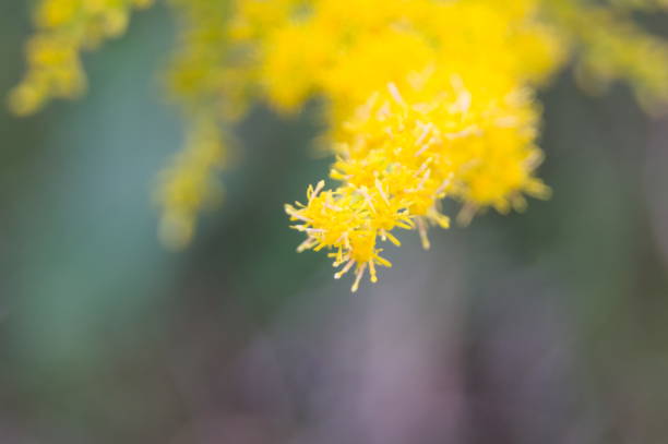 Tall goldenrod turns the fields yellow in autumn.