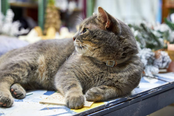 istock gray cat playing with pampas grass on the table in the florist's workshop 2179282080