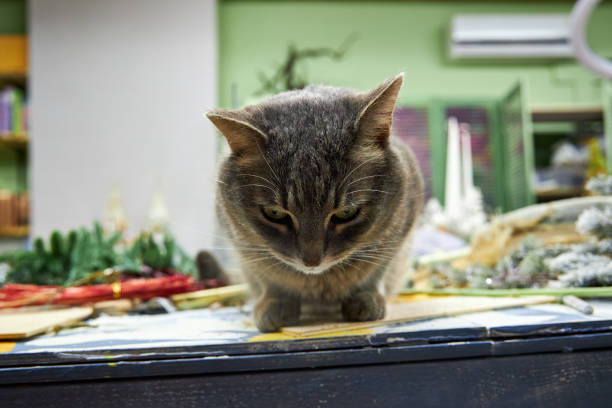gray cat playing with pampas grass on the table in the florist's workshop