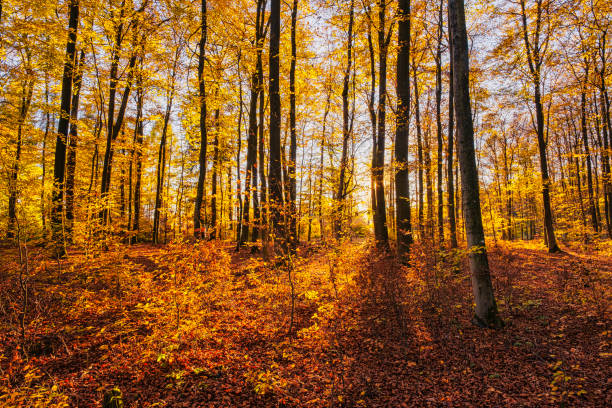 The autumnally colored forest in the Taunus on a sunny day