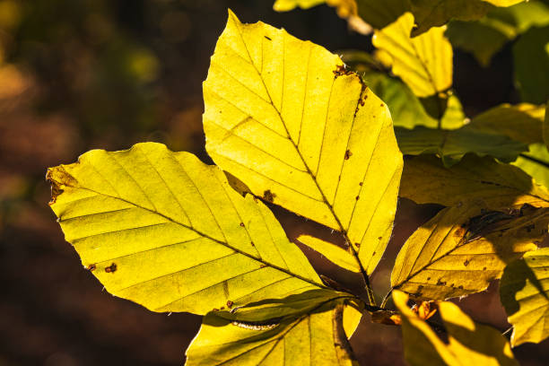 Close-up of an autumnally colored leaf in the forest in the Taunus