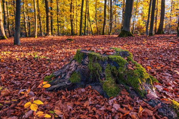 The autumnally colored forest in the Taunus on a sunny day