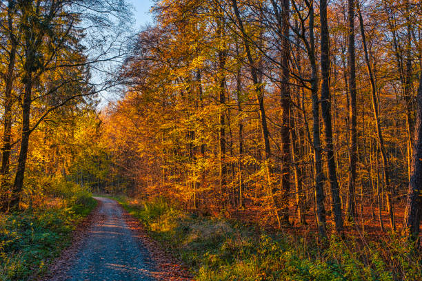 The autumnally colored forest in the Taunus on a sunny day