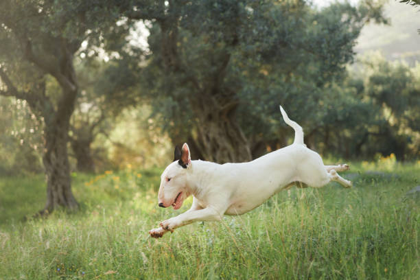 A white bull terrier runs excitedly through a grassy field, surrounded by trees. The dog's playful movement adds a sense of joy and freedom to the natural setting.