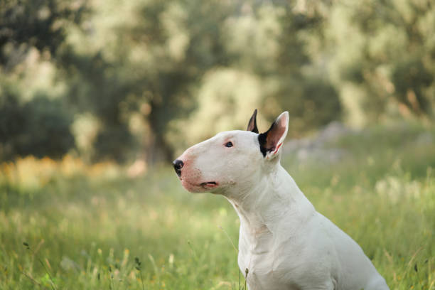 A bull terrier sits calmly outdoors in nature. The dog enjoys a peaceful moment, surrounded by greenery in a soft natural light.