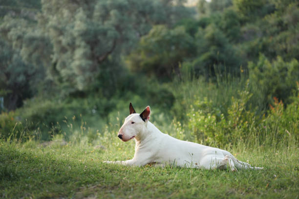 A white bull terrier lies comfortably in a grassy field, looking content and peaceful. The natural surroundings highlight the serene atmosphere of the outdoor setting.