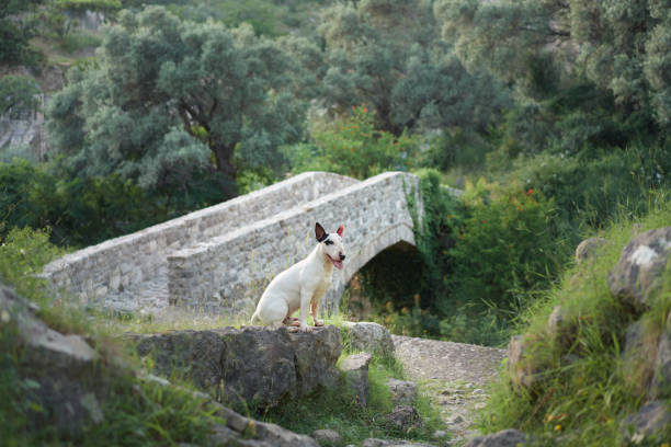 A bull terrier crosses a stone bridge surrounded by nature. The dog stands confidently on the bridge, with greenery and rocks in the background.