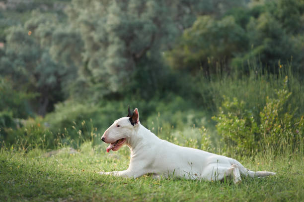 bull terrier on grass in the sunshine in the park