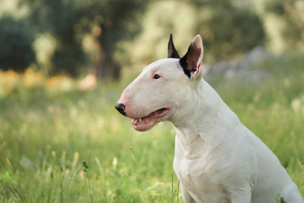 istock Bull terrier sitting in nature outdoors 2179286241