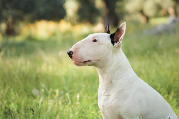 A white bull terrier sits calmly in a grassy field, surrounded by trees and nature. The peaceful surroundings create a serene outdoor portrait of the dog.