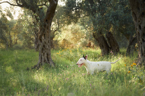 A white bull terrier stands still in the middle of a grassy field, surrounded by trees. The bright sunlight adds a peaceful, natural touch to the scene.