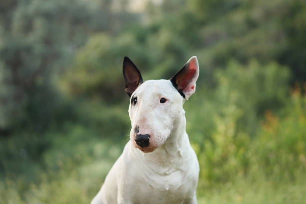 istock Bull terrier sitting outdoors 2179286282