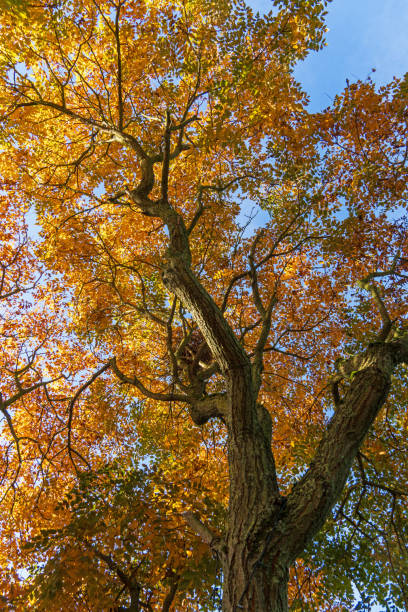 istock Golden Rain Tree in Autumn 2179288781