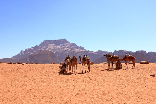 istock Camels in a Wadi Rum desert, Jordan 2179291826