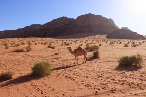 istock Camels in a Wadi Rum desert, Jordan 2179291852