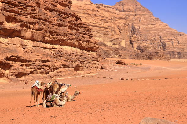 istock Camels in a Wadi Rum desert, Jordan 2179291858
