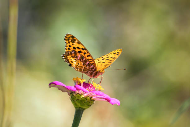 A beautiful orange-colored swallowtail butterfly