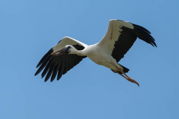 istock Majestic stork in flight against blue sky 2179296206