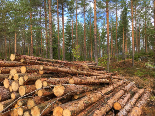 Forest industry timber wood harvesting Finland