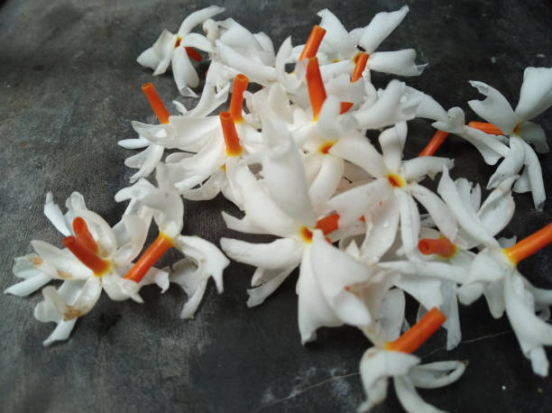 istock Fresh rain soaked night jesmine or sheuli for making garland. 2179298535