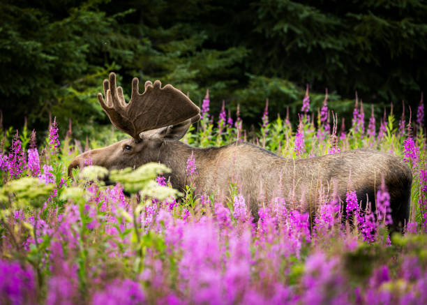 A bull moose in velvet stands amidst a vibrant sea of wildflowers, creating a picturesque scene that highlights the beauty of Alaska in summer.