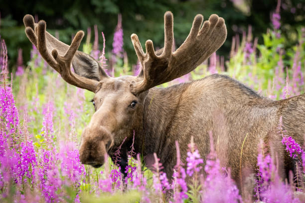 A serene moment captured of a bull moose in velvet surrounded by vibrant pink Fireweed flowers, showcasing the beauty of Alaskas summer landscapes.