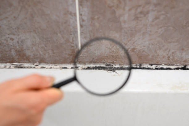 Looking at black mold under magnifying glass. Black mold has formed on silicone putty in bathroom. Cleaning a dirty bathroom.