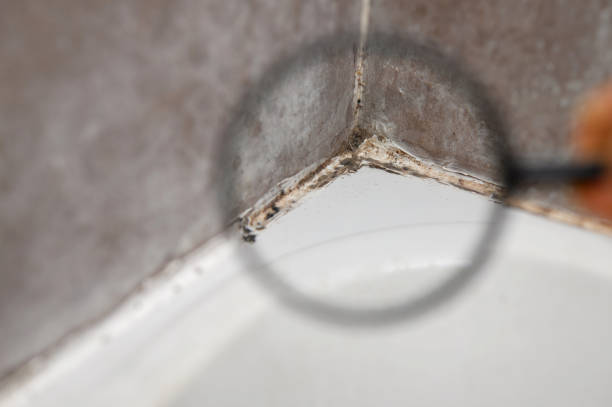 istock Inspector using a magnifying glass while inspecting poor-quality sealant in a bathroom covered in black mold, close-up. Mold in bathroom, problem of excessive dampness and humidity, health hazard 2179305450