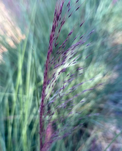 istock Hairawn muhly Muhlenbergia capillaris 2179310129